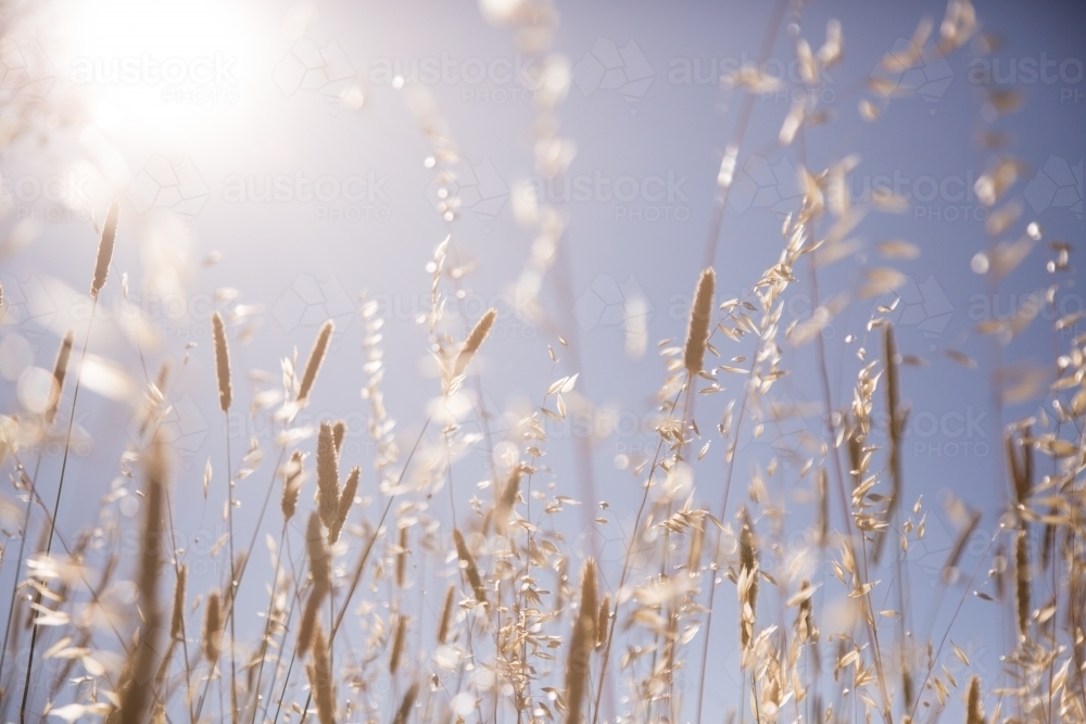 Sun shining through wild oats and phalaris grass against a blue sky - Australian Stock Image