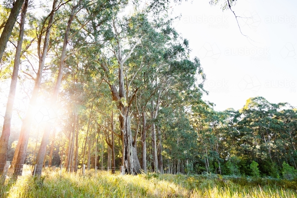 Sun star through forest trees - Australian Stock Image