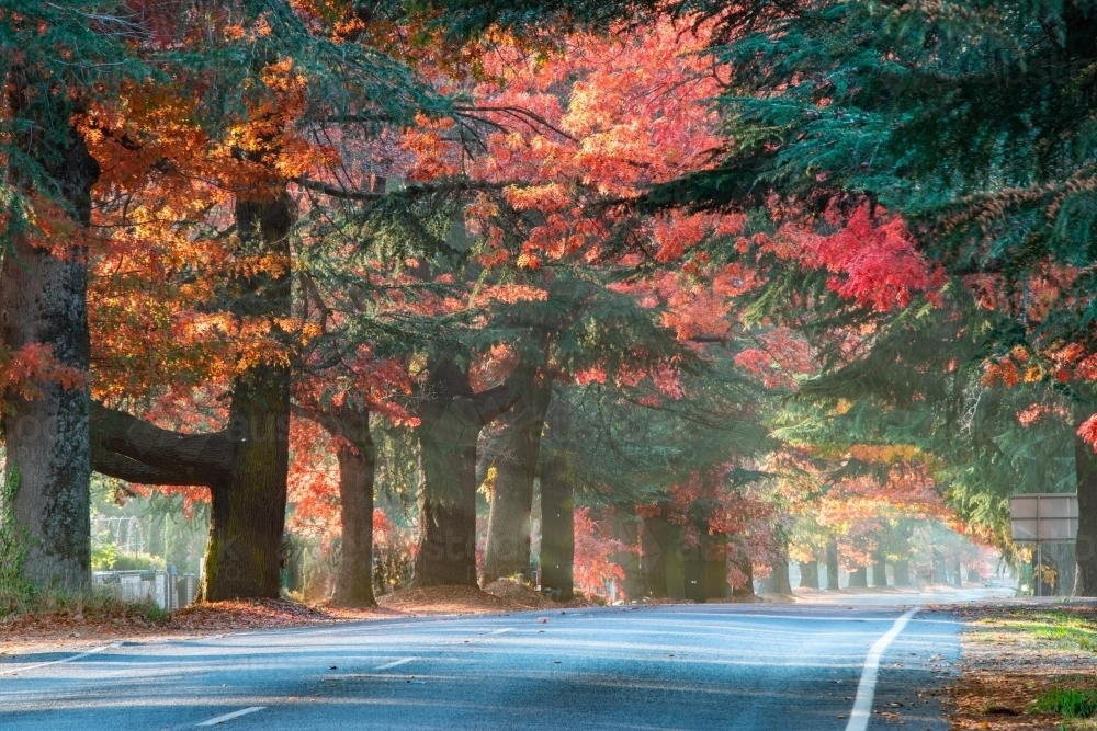 Sun streaming through the autumn trees on a quiet street. - Australian Stock Image
