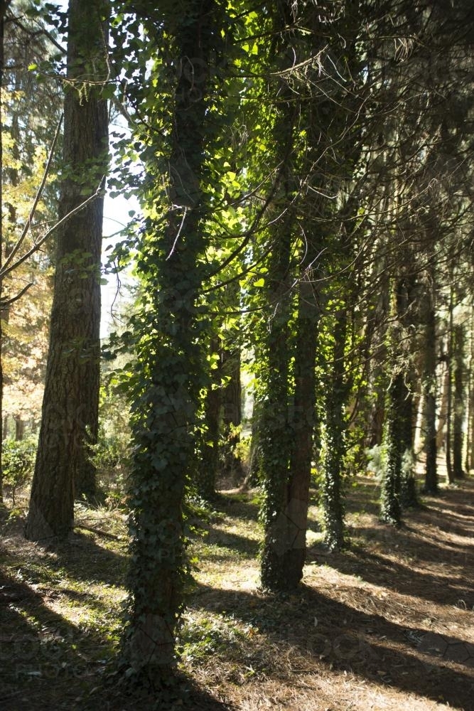 Sun through rows of vine covered pine trees - Australian Stock Image