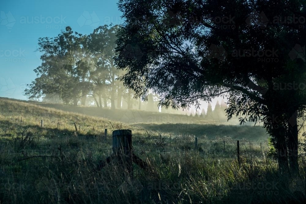 Sun through the mist in the morning - Australian Stock Image