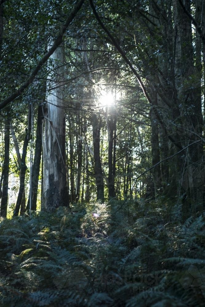 Sun through trees in bushland - Australian Stock Image