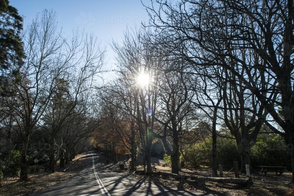 Sun through winter trees beside a road - Australian Stock Image