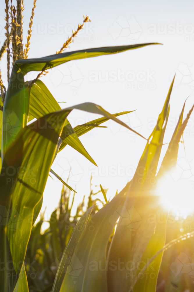Sunbeam passing through vibrant corn plants in the field. - Australian Stock Image