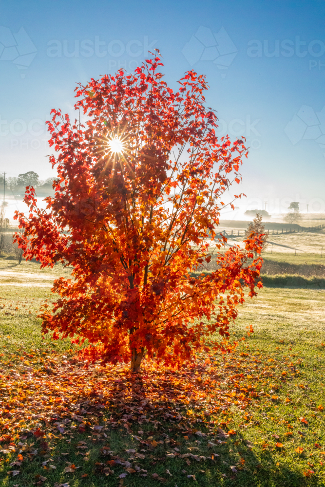 Sunbeams through the autumn foliage against a blue sky - Australian Stock Image