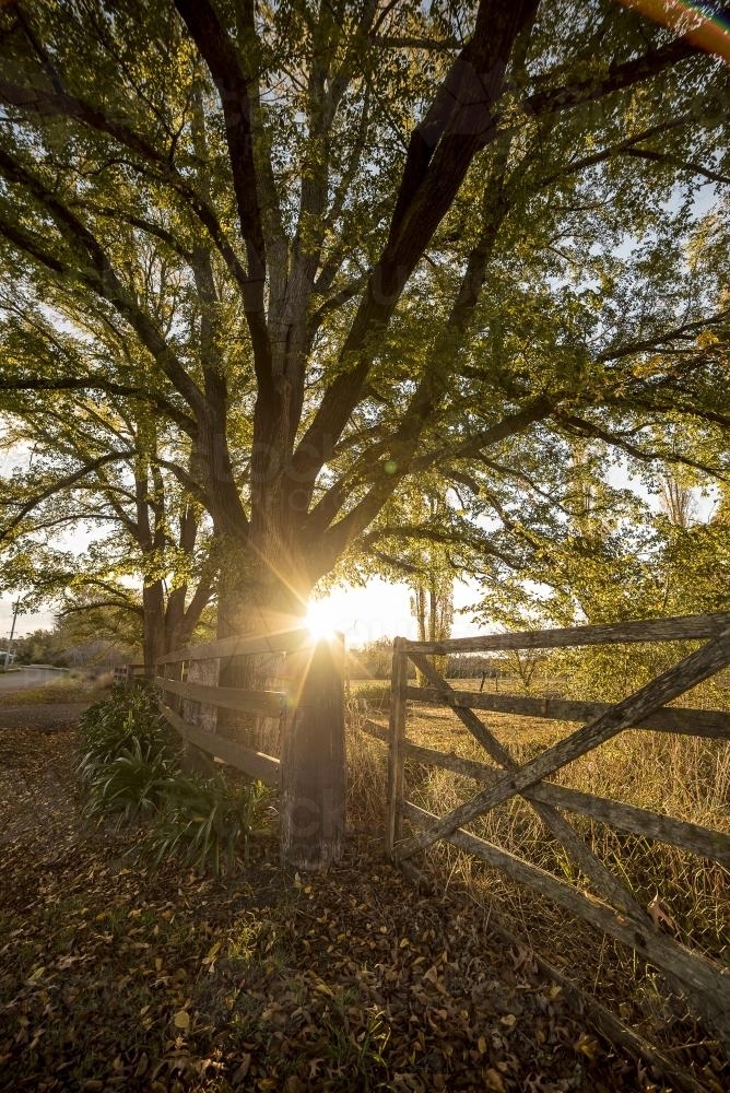 Sunburst over farm gate in autumn - portrait - Australian Stock Image