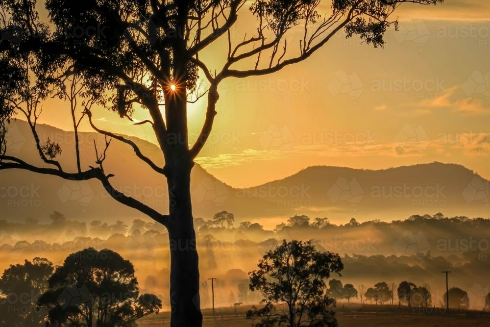 Sunburst through silhouette tree overlooking foggy valley - Australian Stock Image