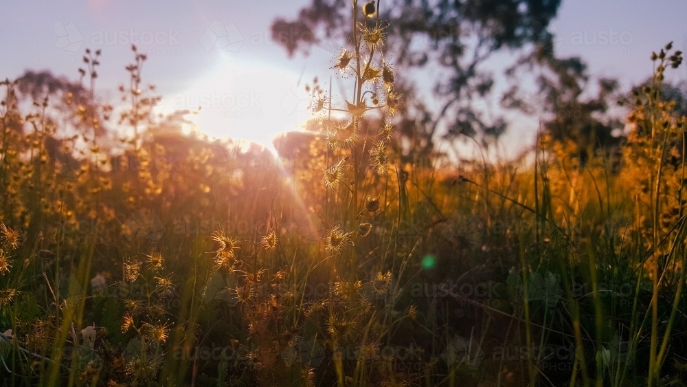 Sundew flowers growing wild in the Australian bush bathed in golden afternoon light - Australian Stock Image