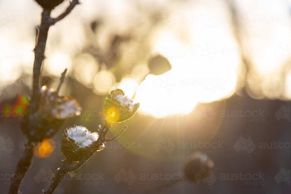 Sunflare through burnt out bush - Australian Stock Image