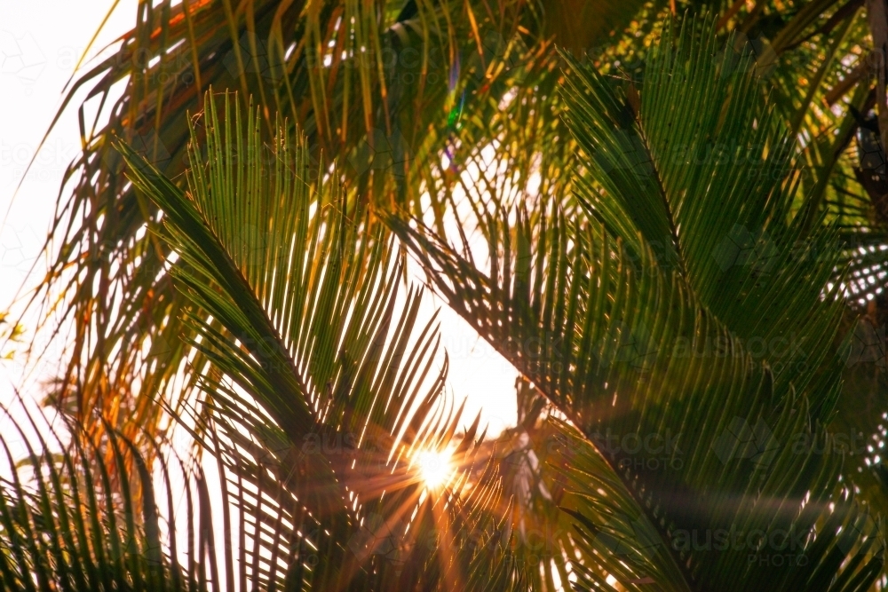 sunflare through palm trees - Australian Stock Image