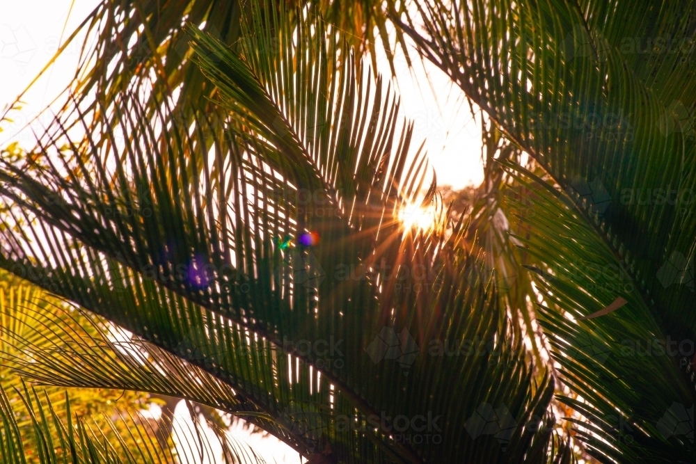 sunflare through palm trees - Australian Stock Image