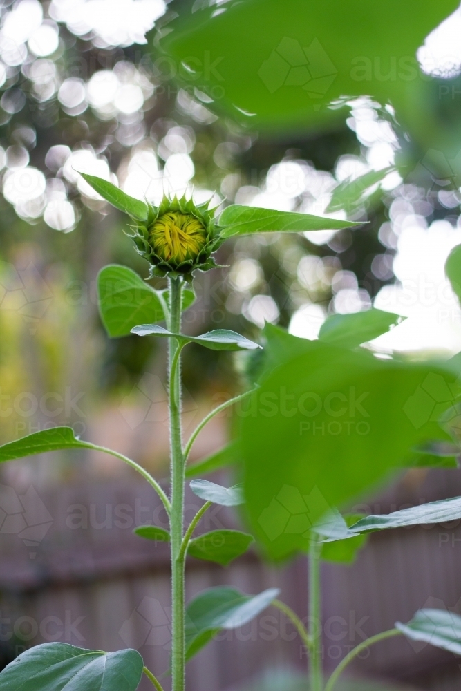 Sunflower about to bloom - Australian Stock Image