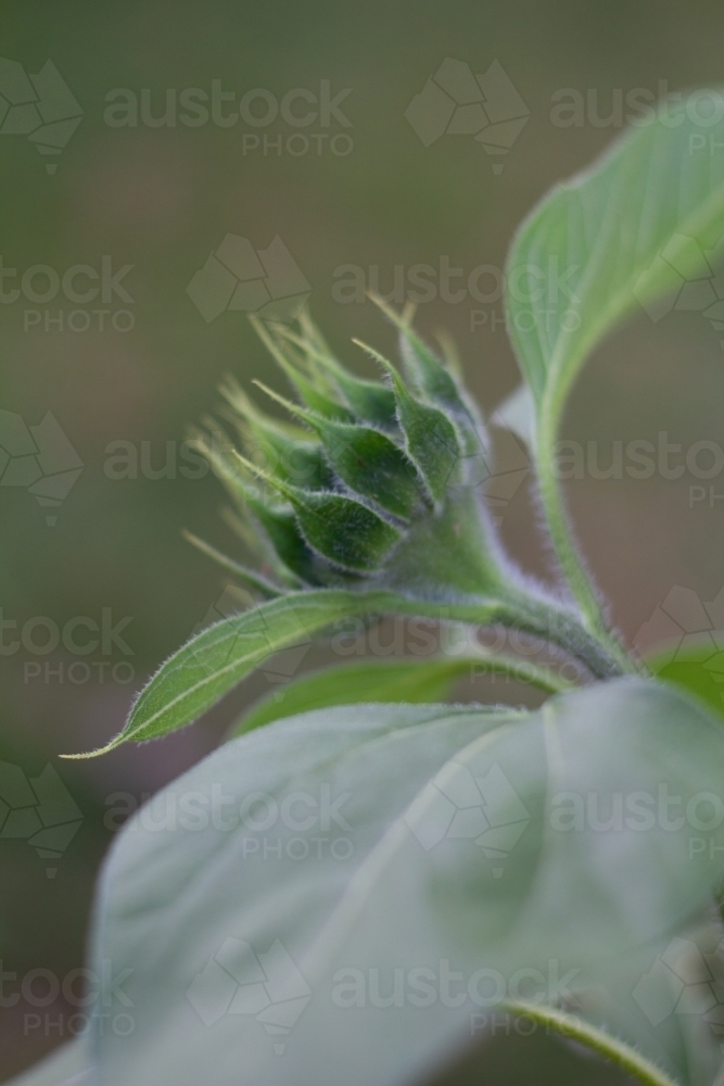 Image of sunflower before bloom Austockphoto