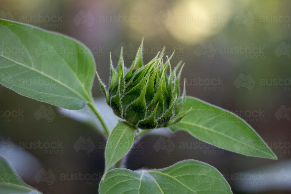 Sunflower before it opens - Australian Stock Image