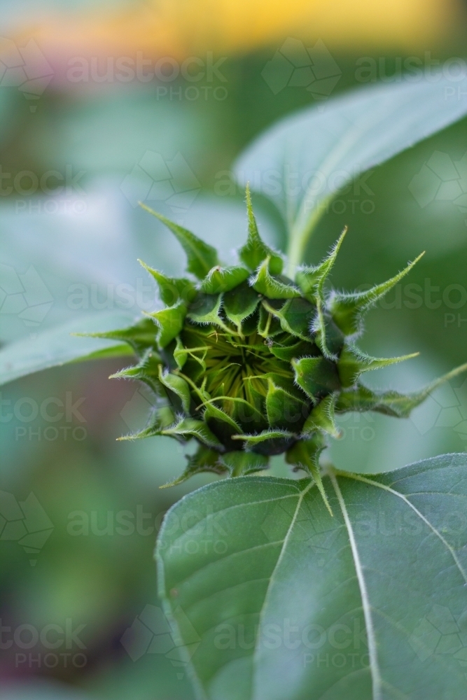 Sunflower bud - Australian Stock Image