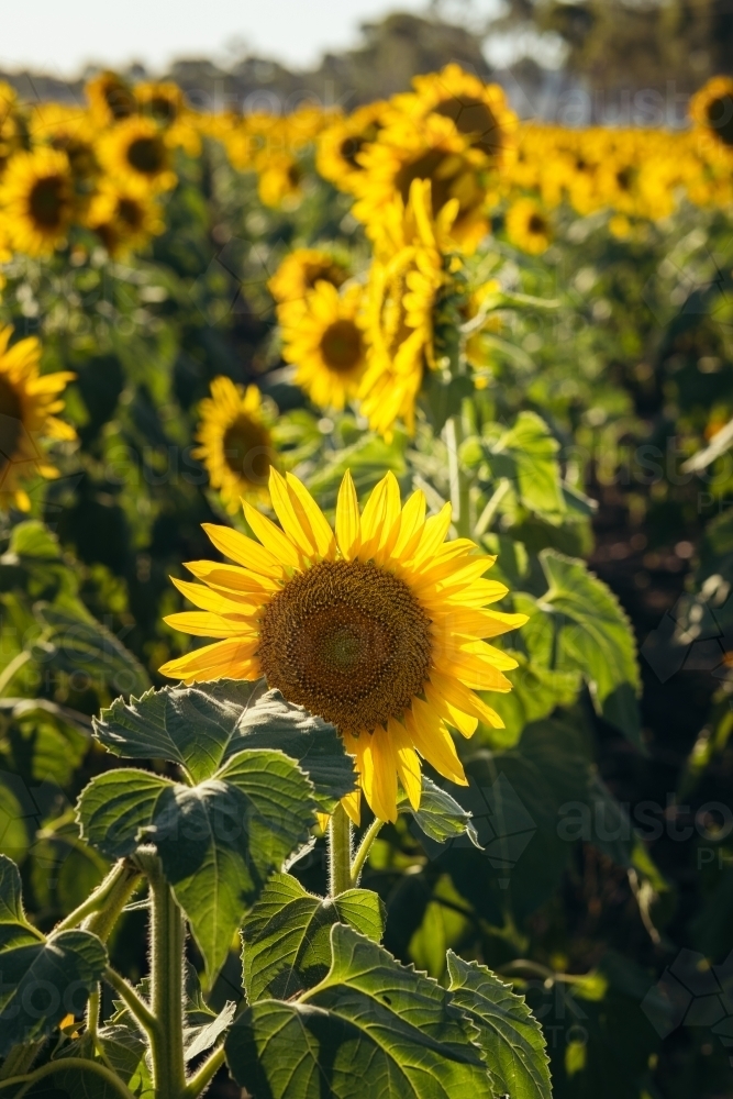 Sunflower close up in field - Australian Stock Image