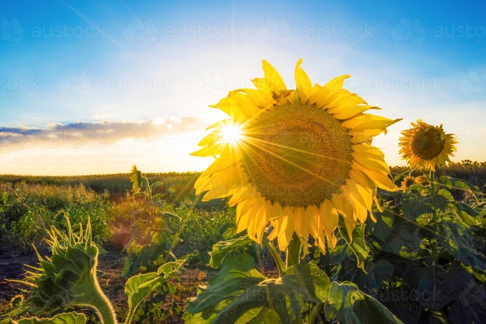 Sunflower facing away from the sun with sun rays shining through - Australian Stock Image
