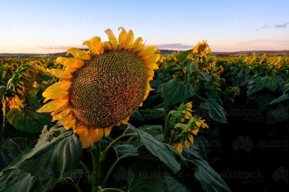 Sunflower field at Allora - Australian Stock Image