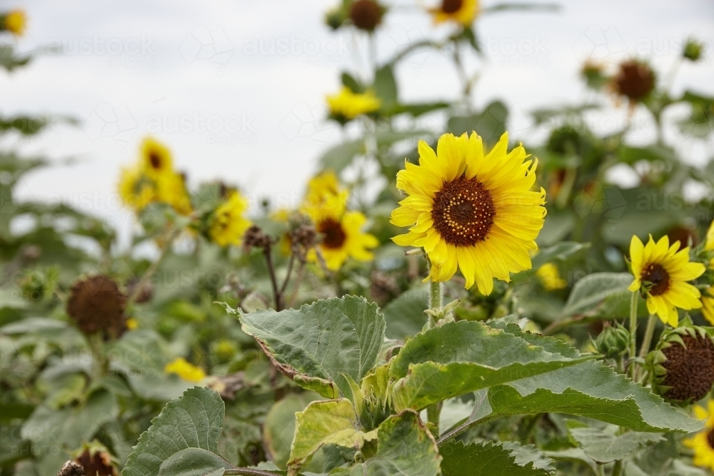 Sunflower field - Australian Stock Image