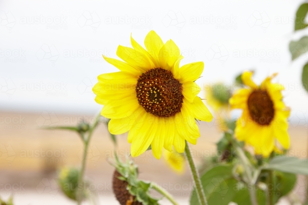 Sunflower field - Australian Stock Image