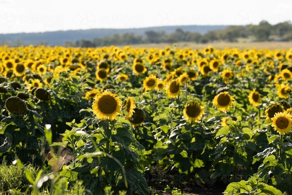 Sunflower field in bloom - Australian Stock Image