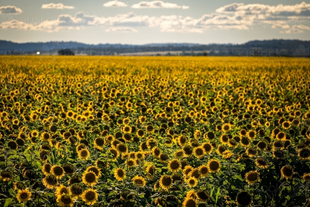 Sunflower field in bloom - Australian Stock Image