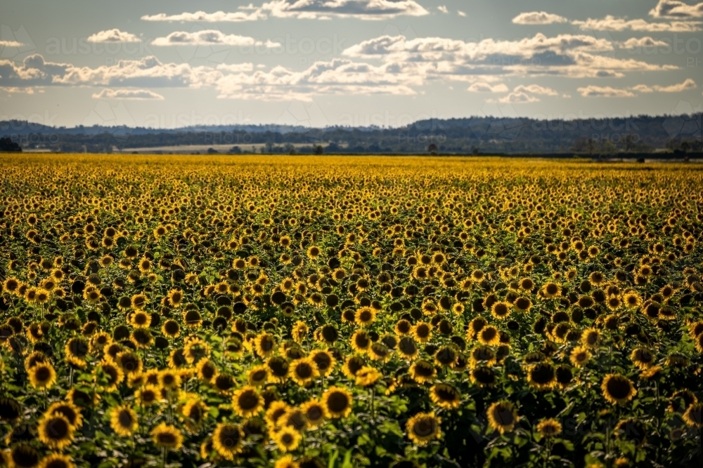 Sunflower field in bloom - Australian Stock Image