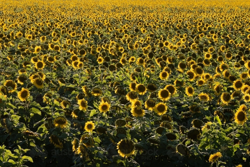 Sunflower field in bloom - Australian Stock Image