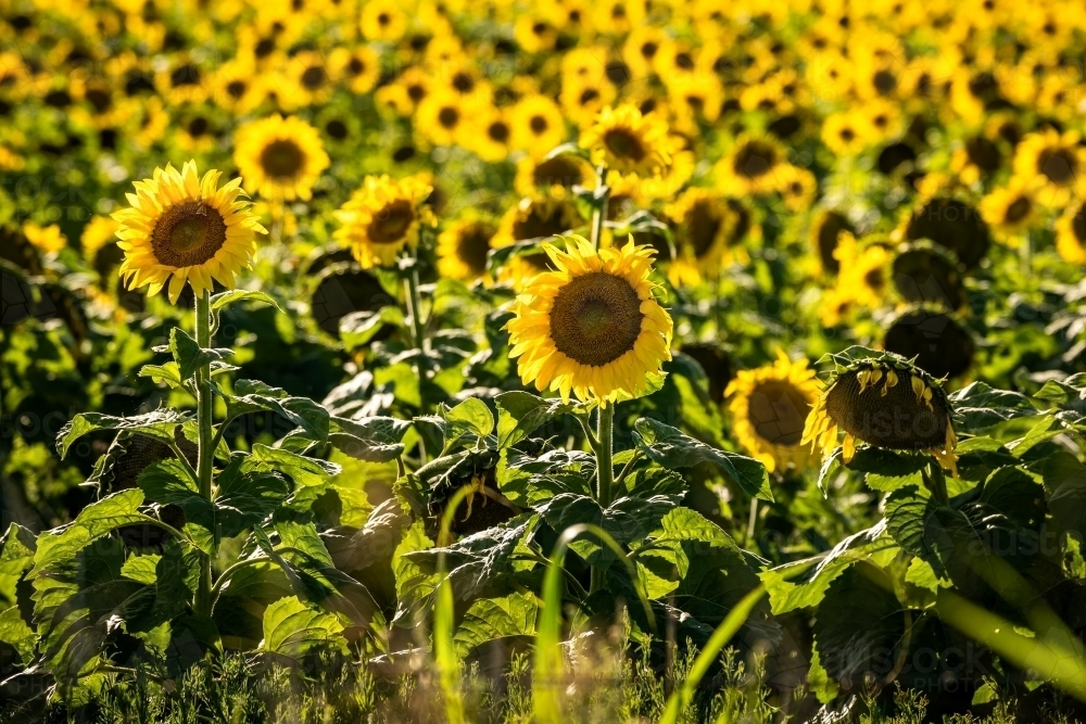 Image of Sunflower field in bloom Austockphoto