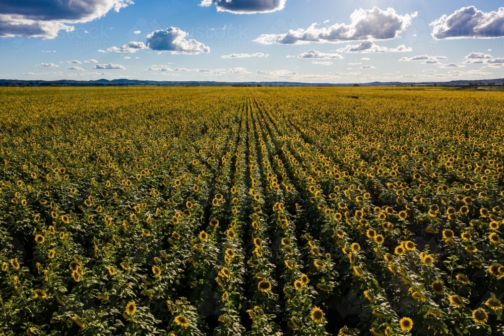 Sunflower field in bloom - Australian Stock Image