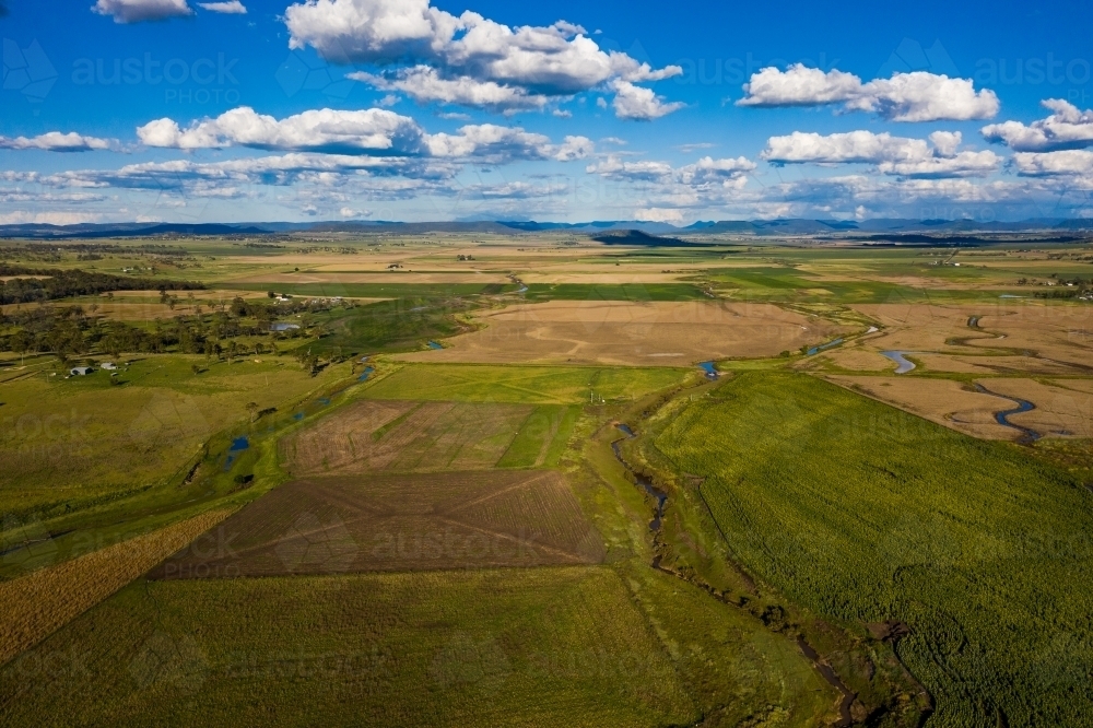 Sunflower field in bloom - Australian Stock Image