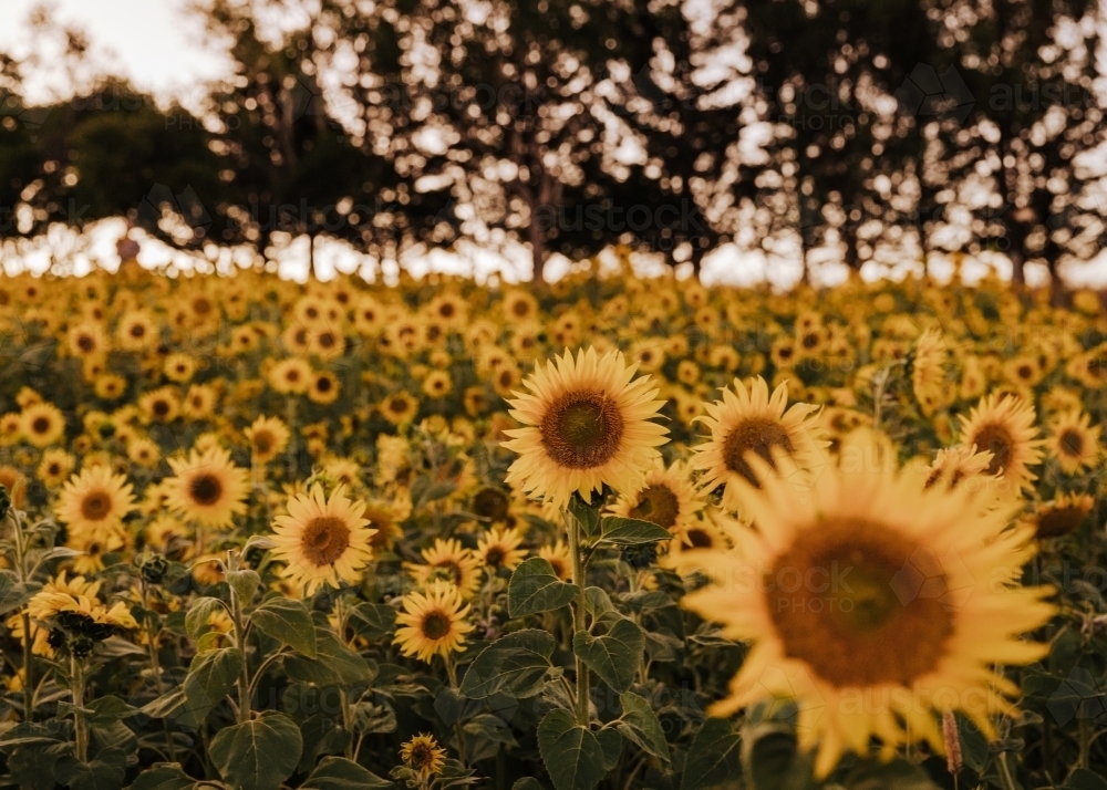 Sunflower field in the evening with trees in background - Australian Stock Image