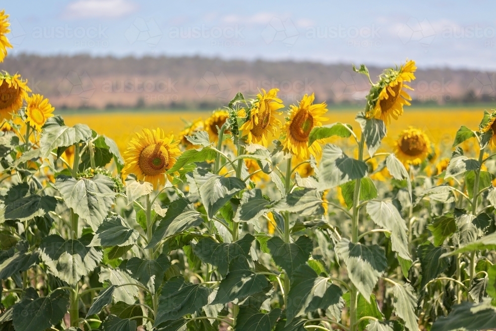 Sunflower Fields Allora Queensland - Australian Stock Image
