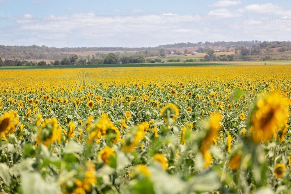 Sunflower Fields Allora Queensland - Australian Stock Image