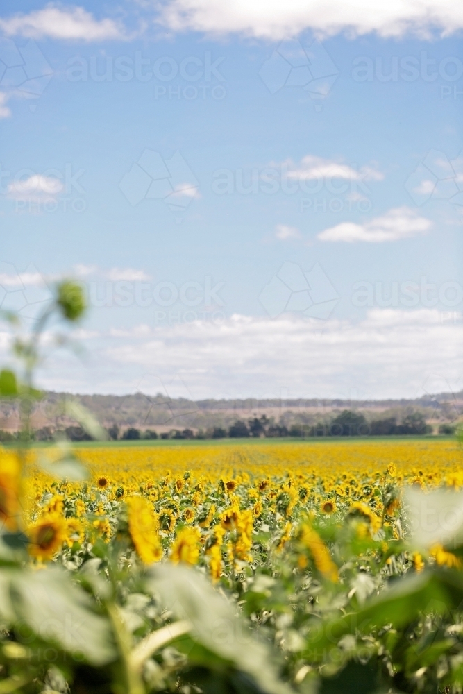Sunflower fields in Queensland - Australian Stock Image