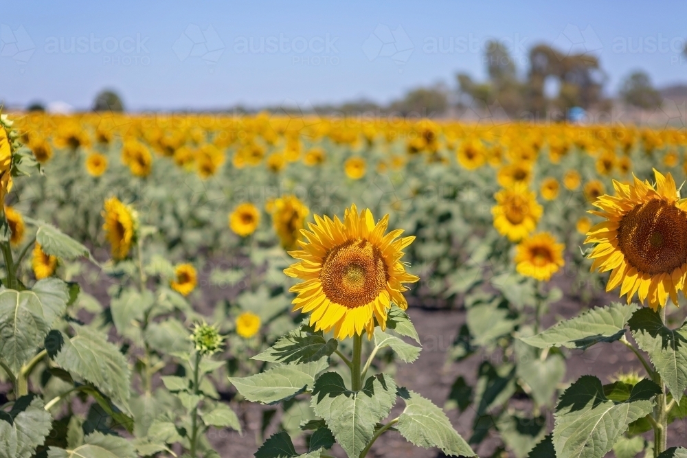 Sunflower fields in Queensland - Australian Stock Image