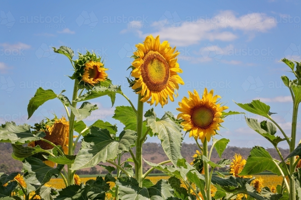 Sunflower fields in Queensland - Australian Stock Image