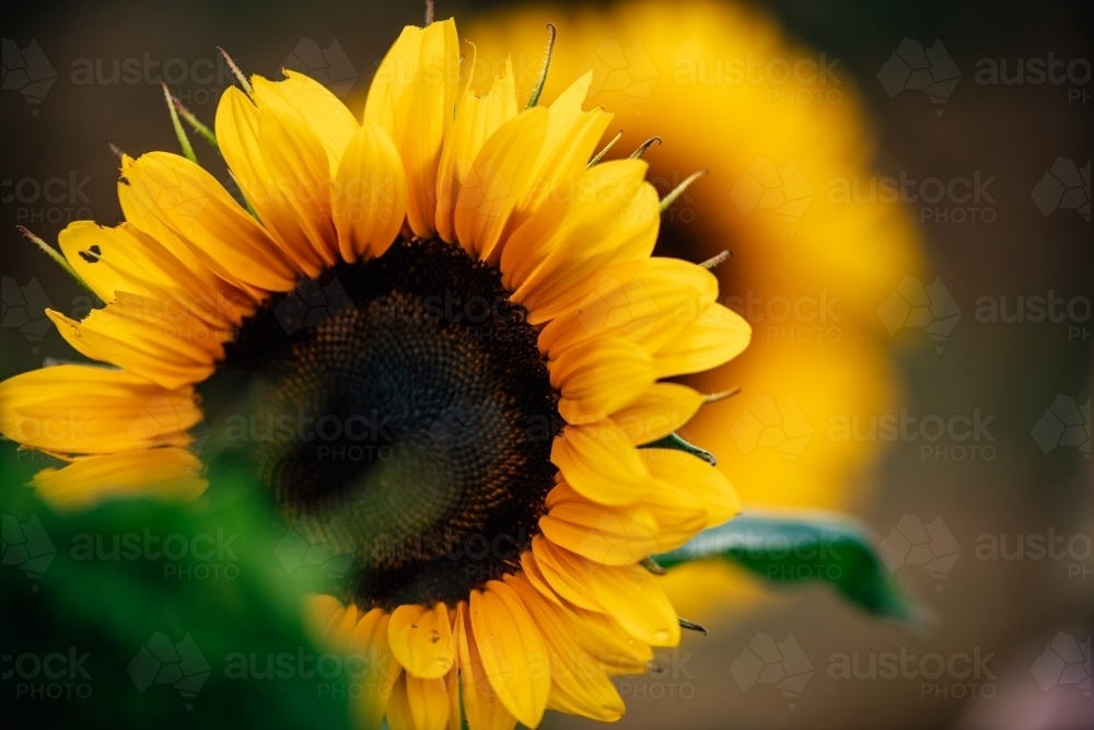Sunflower head with sunflower in the background - Australian Stock Image