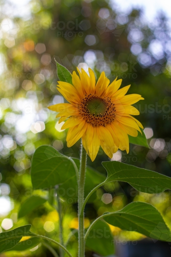 sunflower in afternoon light - Australian Stock Image