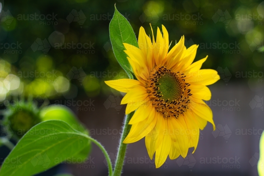 sunflower in full bloom - Australian Stock Image