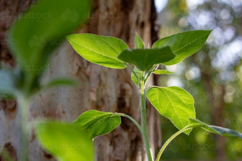sunflower plant glowing in afternoon light - Australian Stock Image