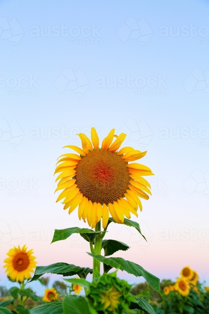 Sunflower seed heads in soft pastel evening light - Australian Stock Image