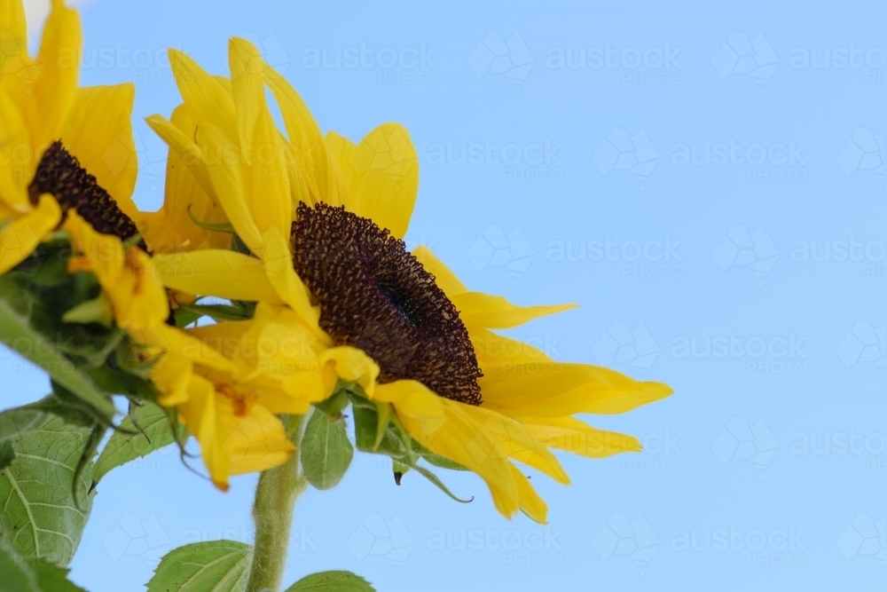 Sunflower with a pastel blue background - Australian Stock Image
