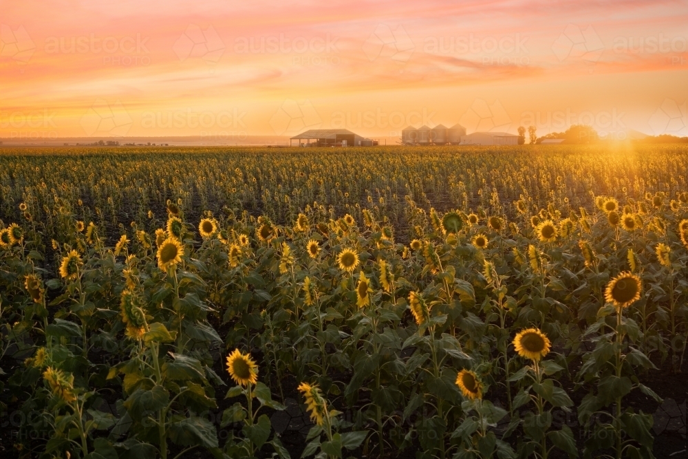 Sunflowers at sunset - Australian Stock Image