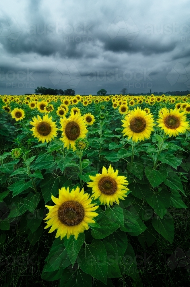 Sunflowers In Field with Clouds - Australian Stock Image