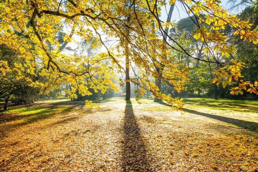 Sunlight breaking through Autumn leaves in a park - Australian Stock Image