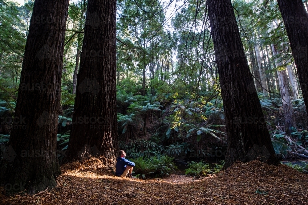Sunlight breaks through a stand of California Redwoods (Sequoia sempervirens) - Australian Stock Image