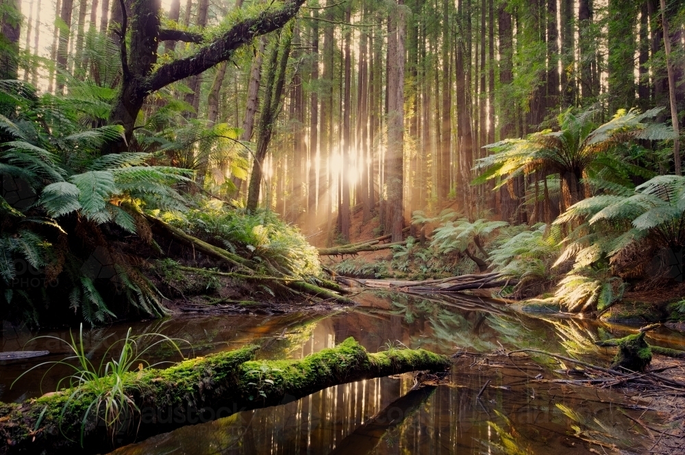 Sunlight breaks through a stand of California Redwoods (Sequoia sempervirens) - Australian Stock Image