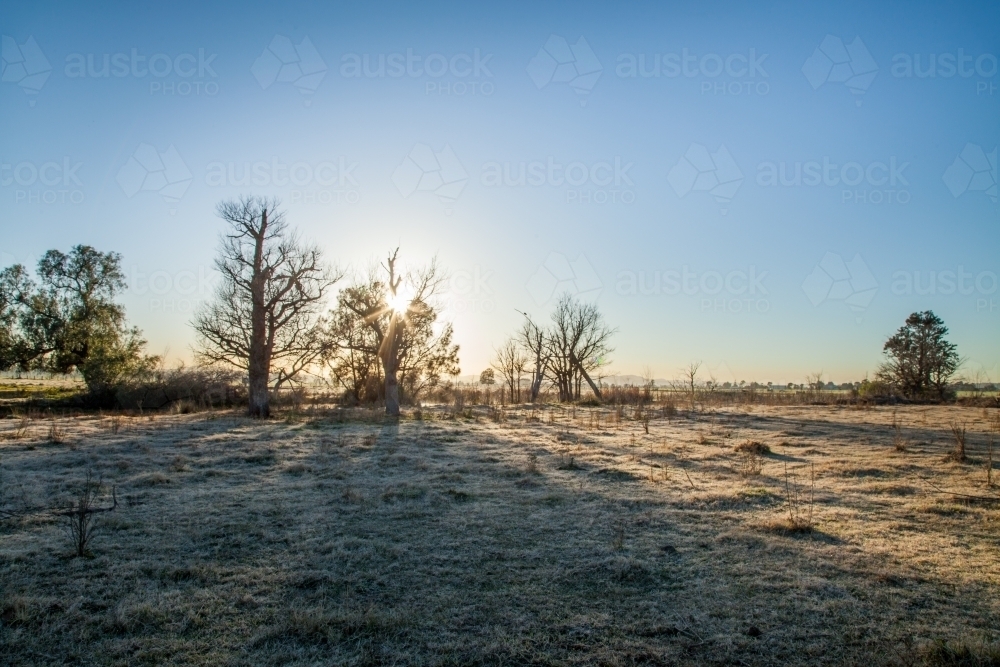 Sunlight coming through winter trees over frosty grass of rural paddock - Australian Stock Image