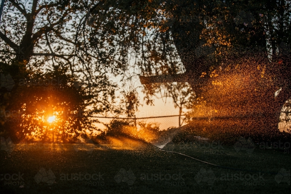 Sunlight peaking in leaves and tree branch - Australian Stock Image